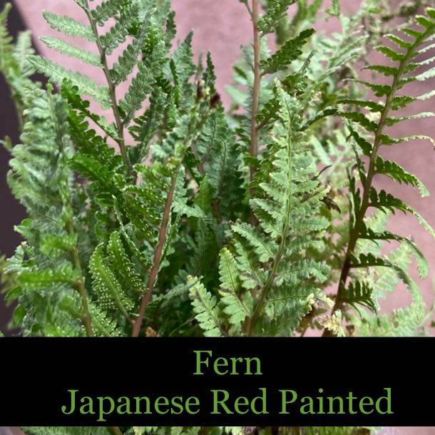 Photo of the plant species Common Ladyfern by @AwesomePlants named Fern - Japanese Red Painted on Greg, the plant care app