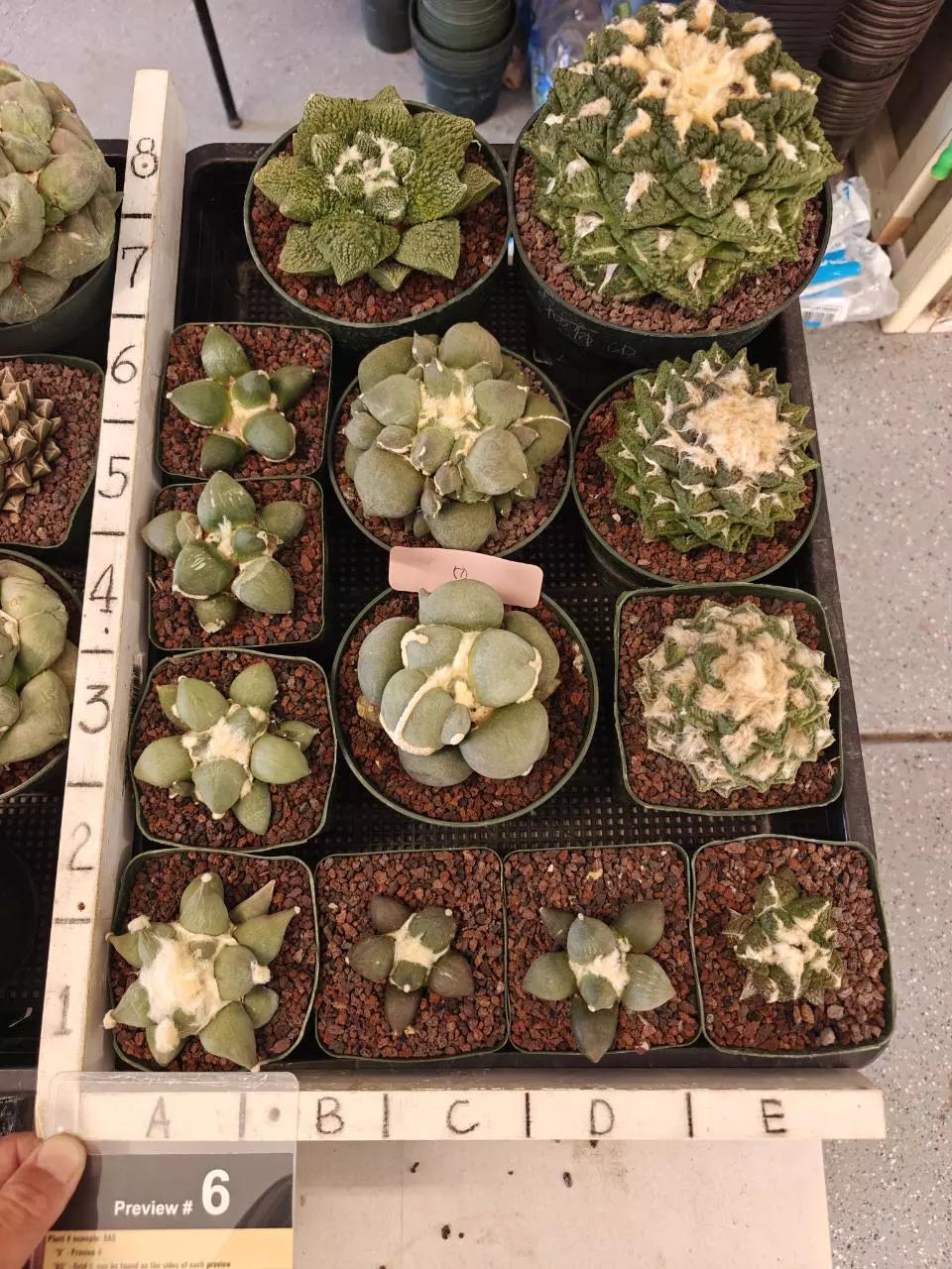 Photo from the post