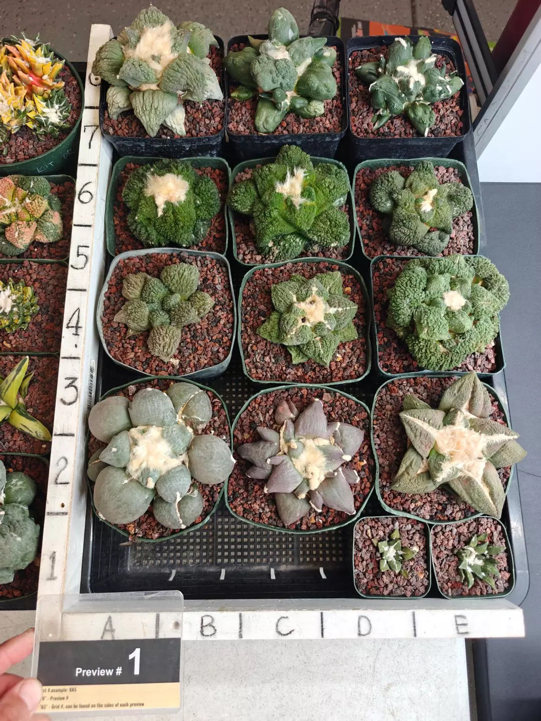 Photo from the post