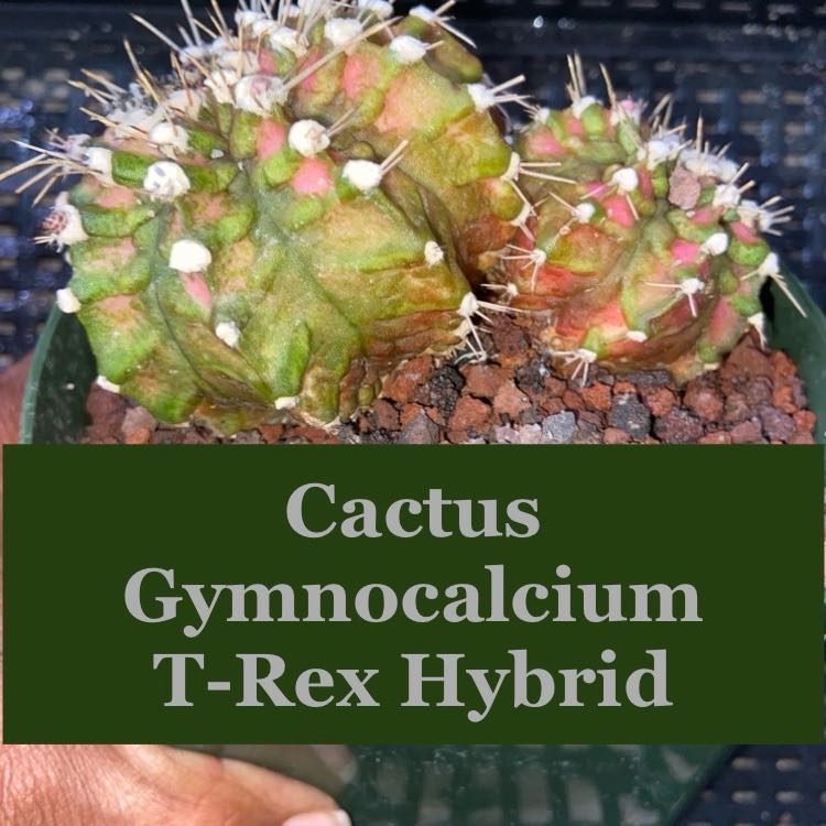 Photo of the plant species European Horse-Chestnut by @AwesomePlants named Cactus - Gymnocalycium - T-Rex Hybrid on Greg, the plant care app