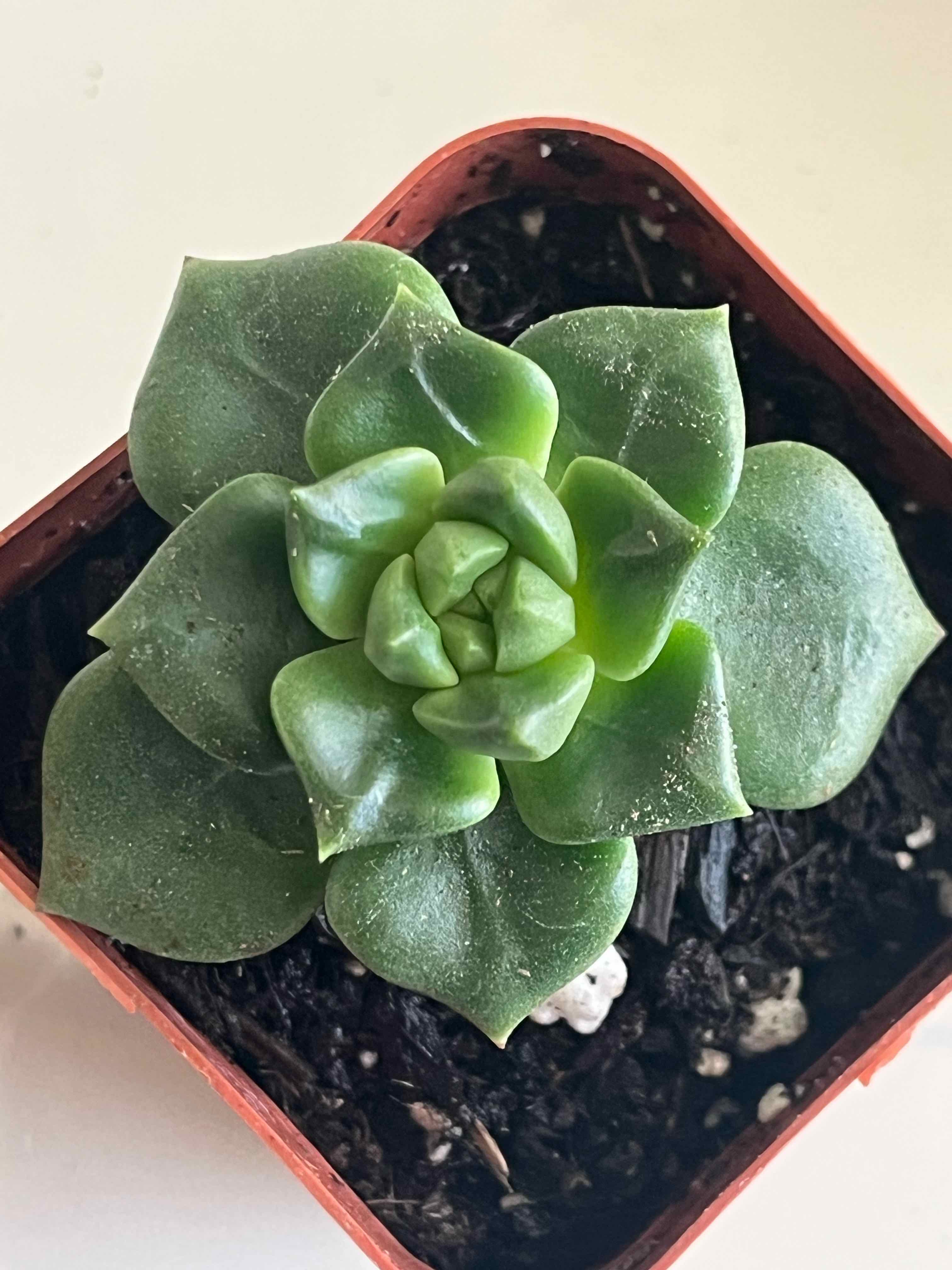 Healthy Echeveria 'Lime n' Chile' succulent in a small pot with visible soil.