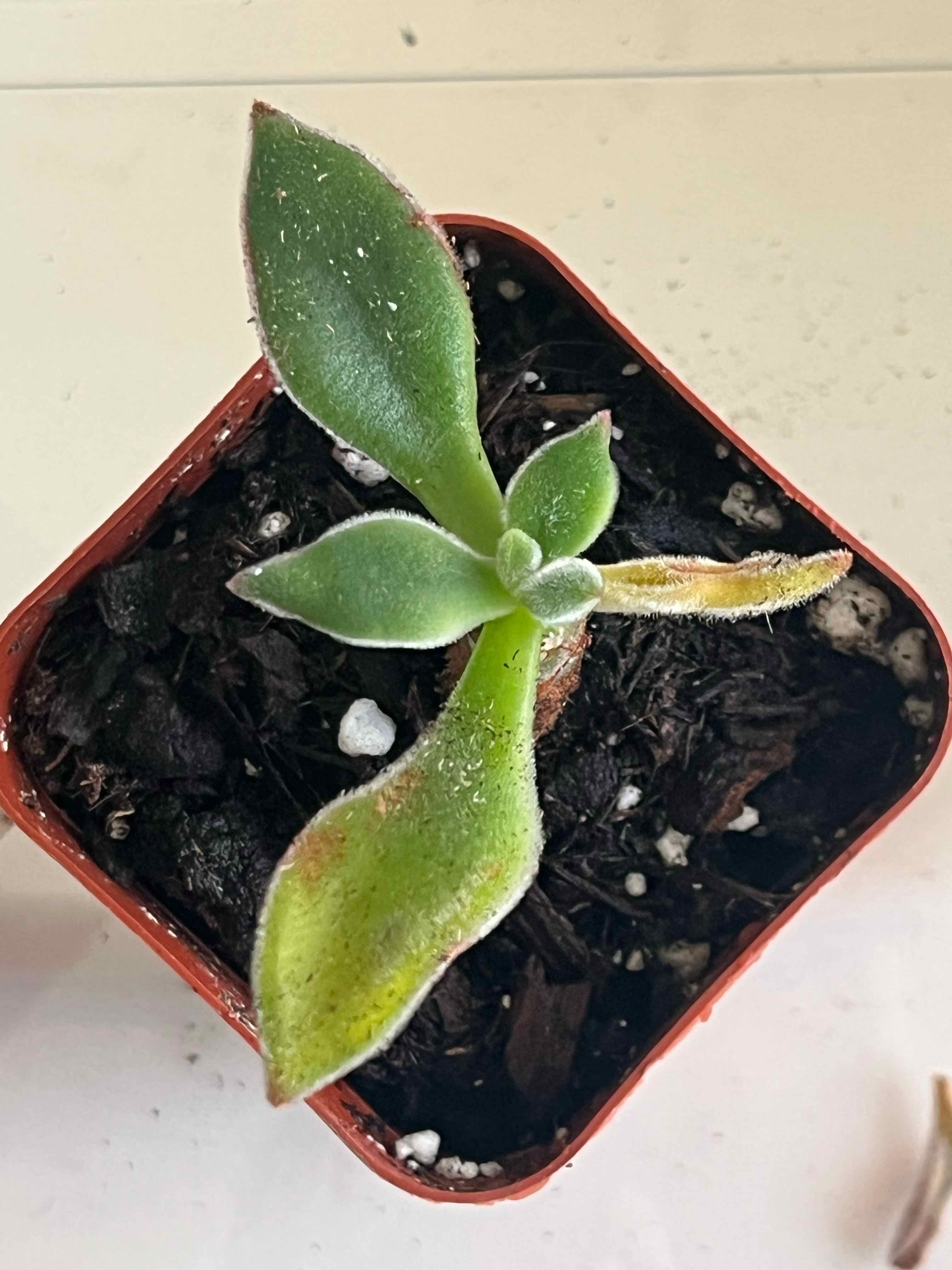 Plush Plant in a square pot with visible soil, showing some leaf browning and yellowing.