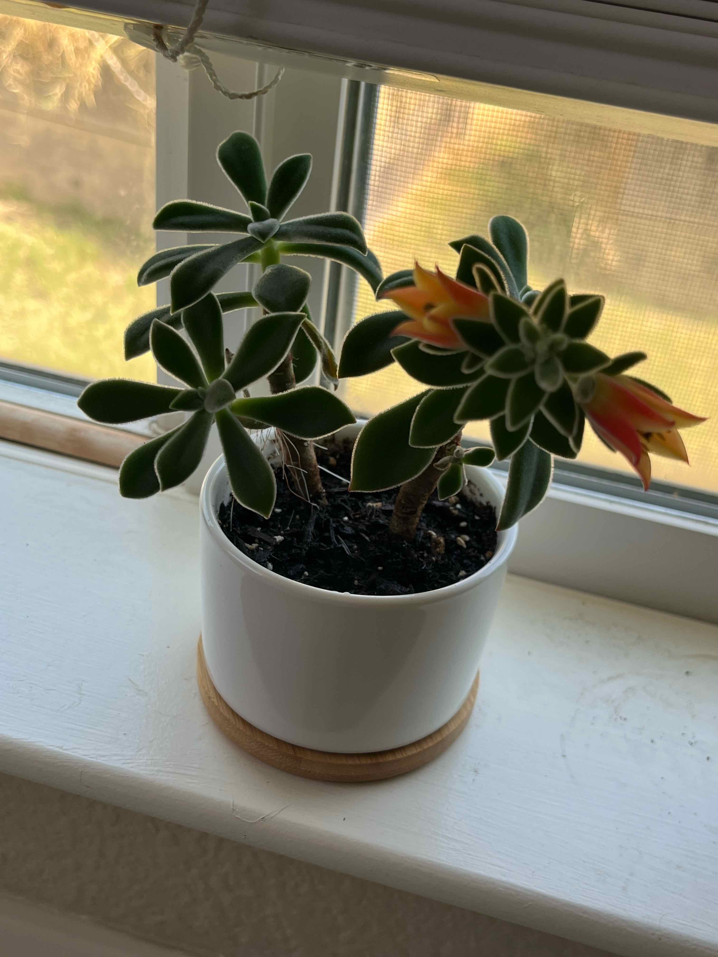 A healthy Plush Plant in a white pot on a windowsill, with visible flowers.