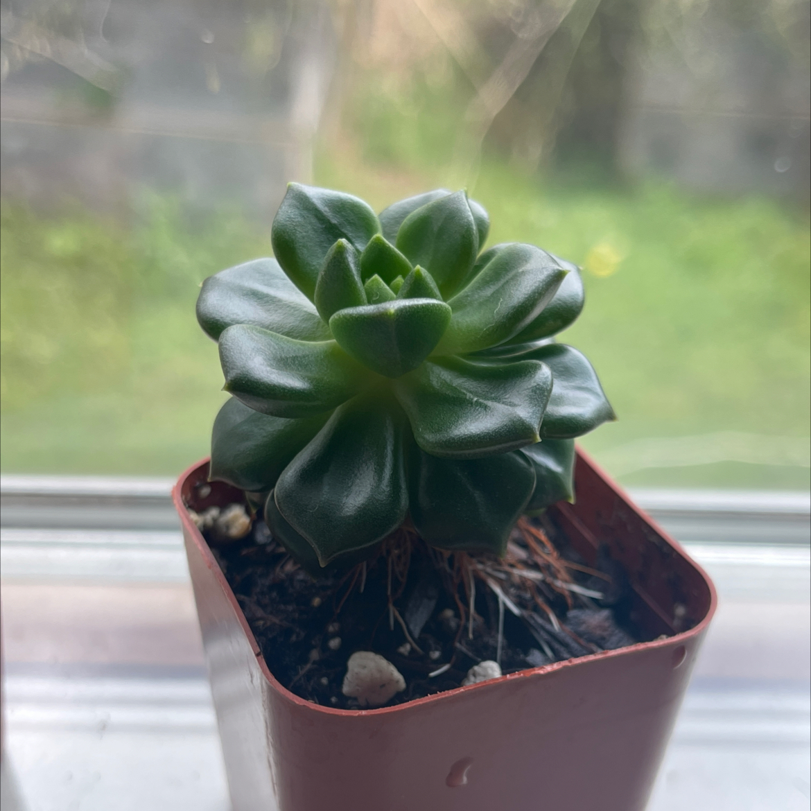 Echeveria 'Lime n' Chile' succulent in a small pot, healthy and well-cared for.