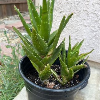 Aloe vera plant in Sacramento, California