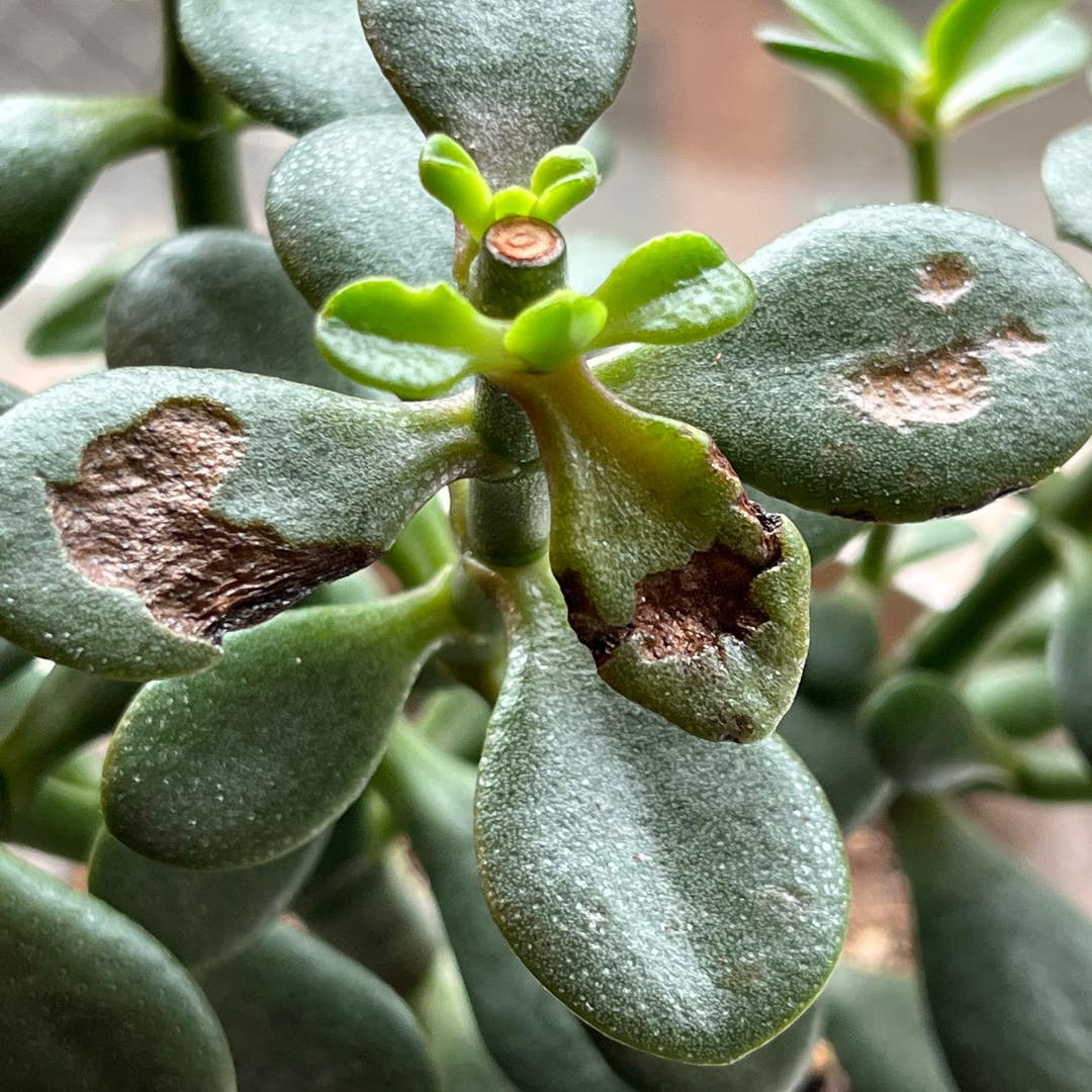 My jade leaves are decaying!