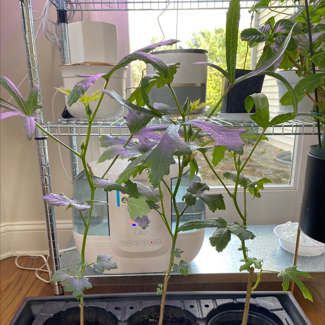 Indoor okra plants growing under controlled conditions with visible leaves and stems.