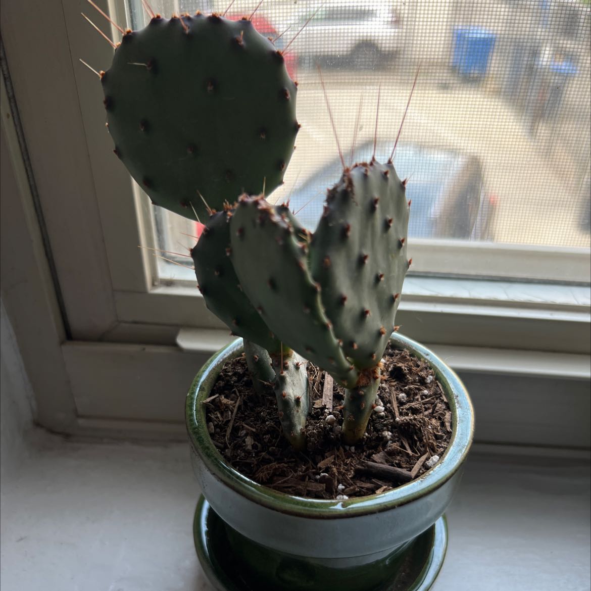 Potted Few-Spined Marble-Seeded Prickly Pear cactus on a windowsill.