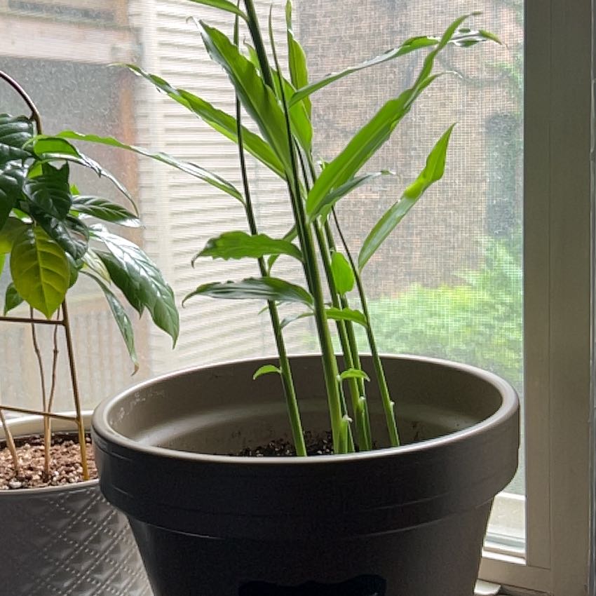 Photo of the plant species Yellow Ginger by @sergxav named minj on Greg, the plant care app