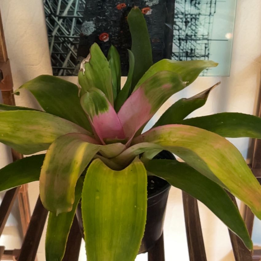 Photo of the plant species Grove Cotton Candy by @sergxav named denali on Greg, the plant care app