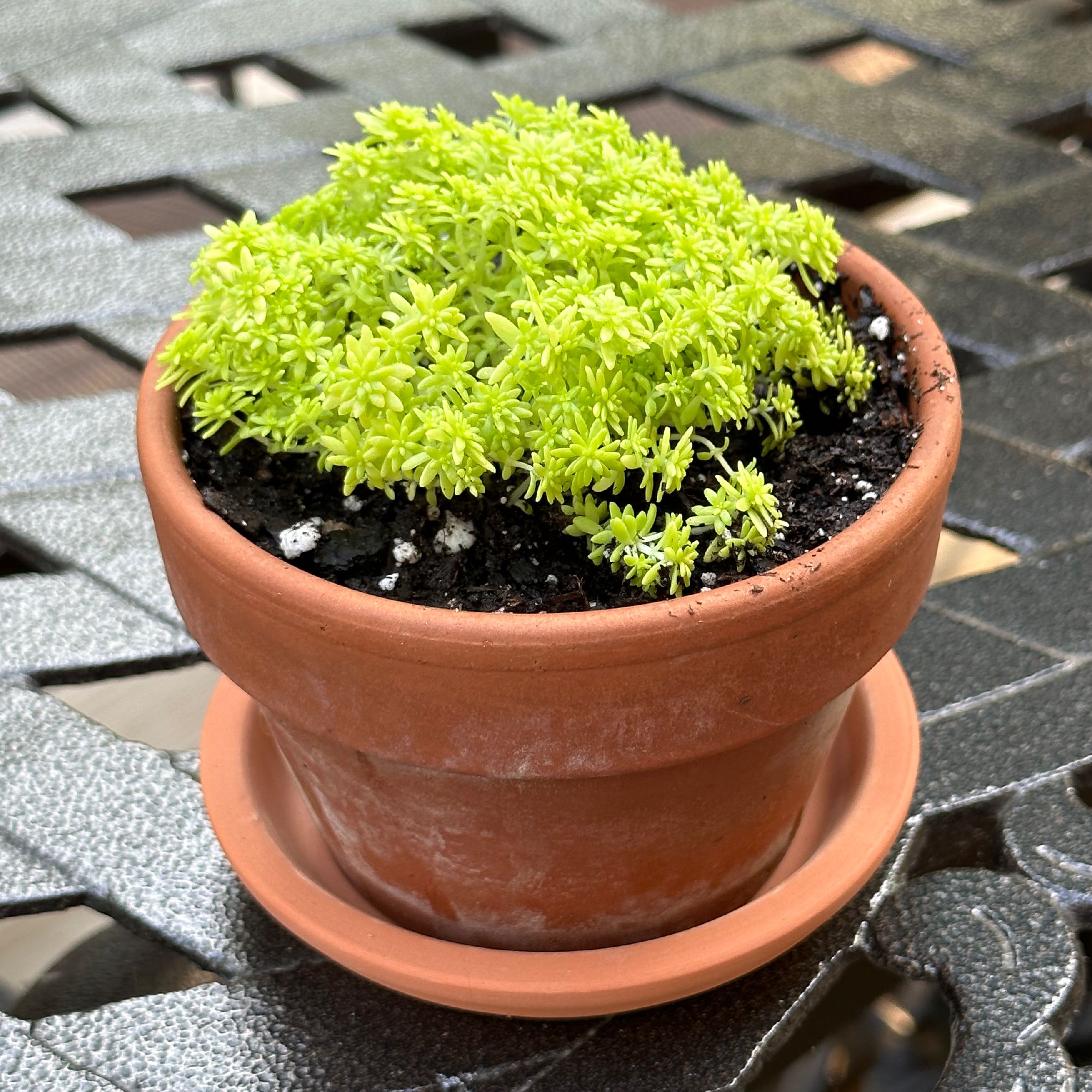 Potted Spanish Stonecrop with vibrant green foliage in a terracotta pot.