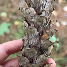 Photo of the plant species Chinese Fir by @NurseCosmo named Bella on Greg, the plant care app