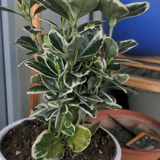 Photo of the plant species Euonymus japonicus 'Silver Prince' by @smolplantlady named Kyoto on Greg, the plant care app