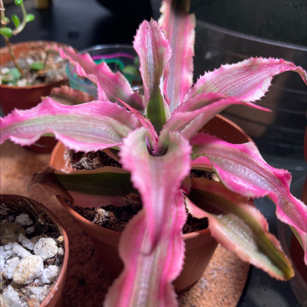 Earth Stars plant with pink and green striped leaves in a small pot with visible soil.