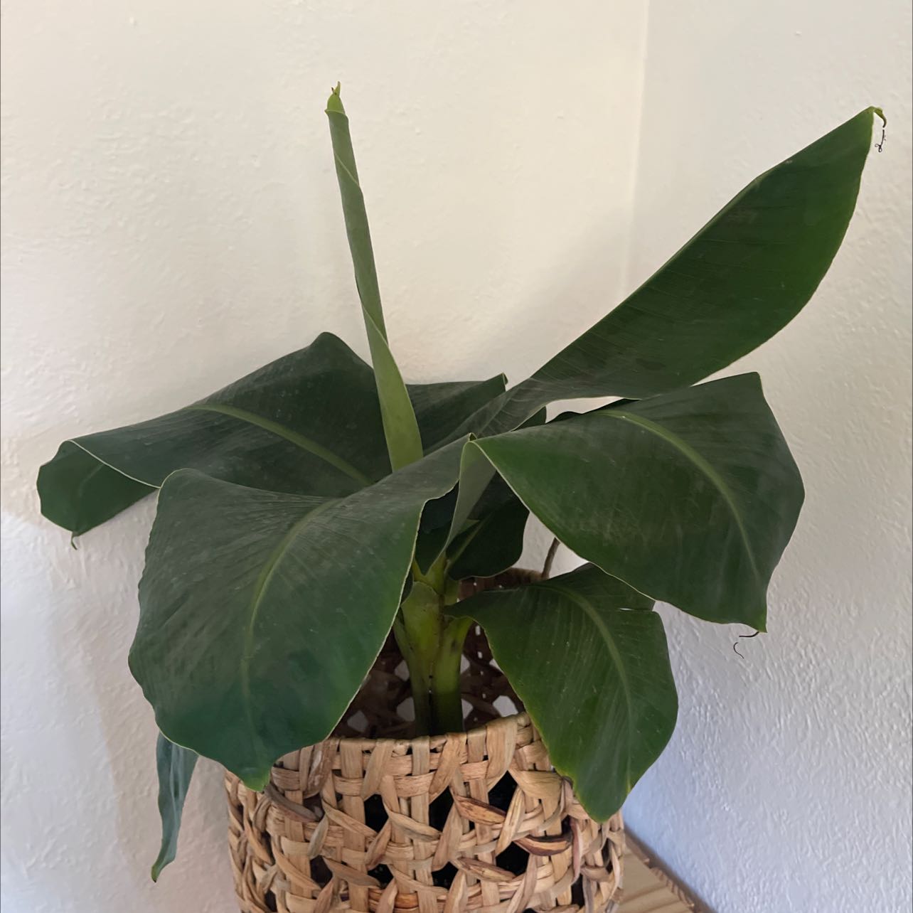 Healthy banana plant with large green leaves in a woven basket.