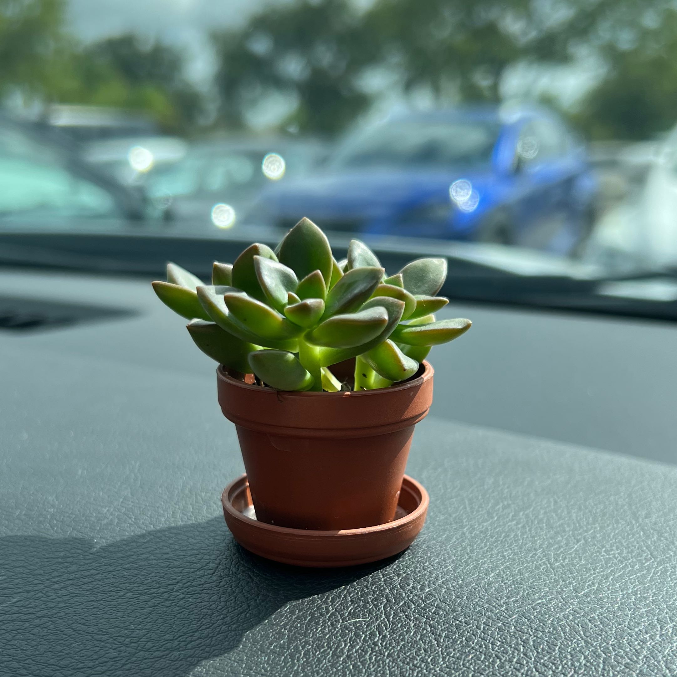 A healthy succulent plant in a terracotta pot on a car dashboard.