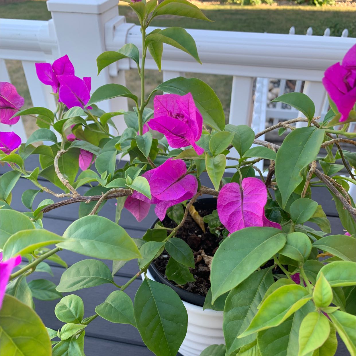 Lesser Bougainvillea plant with pink flowers and green leaves in a pot on a deck.