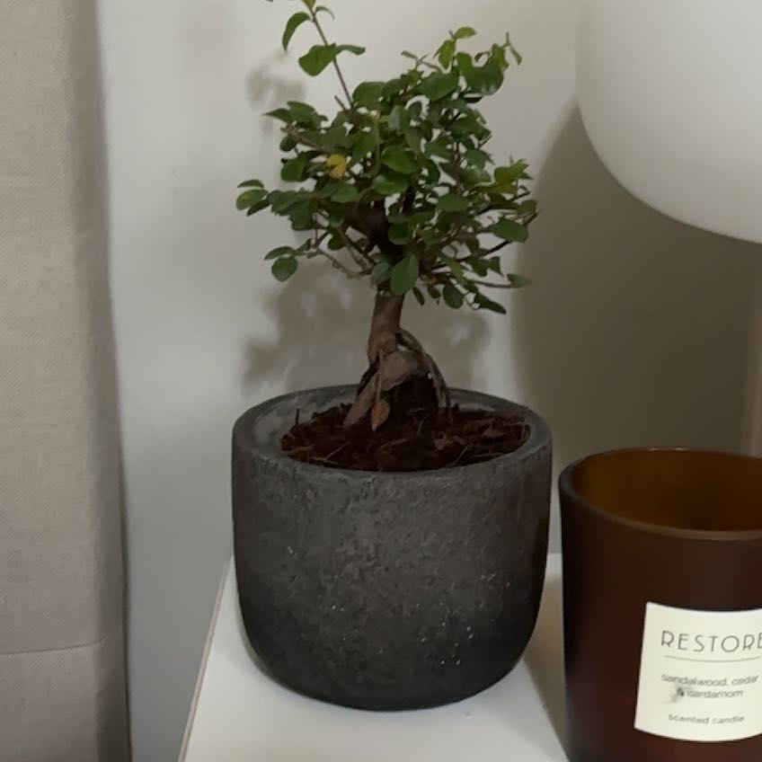 Photo of the plant species Bird Plum by @HipCorrea named Zhang on Greg, the plant care app