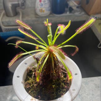 Cape Sundew plant in Somewhere on Earth