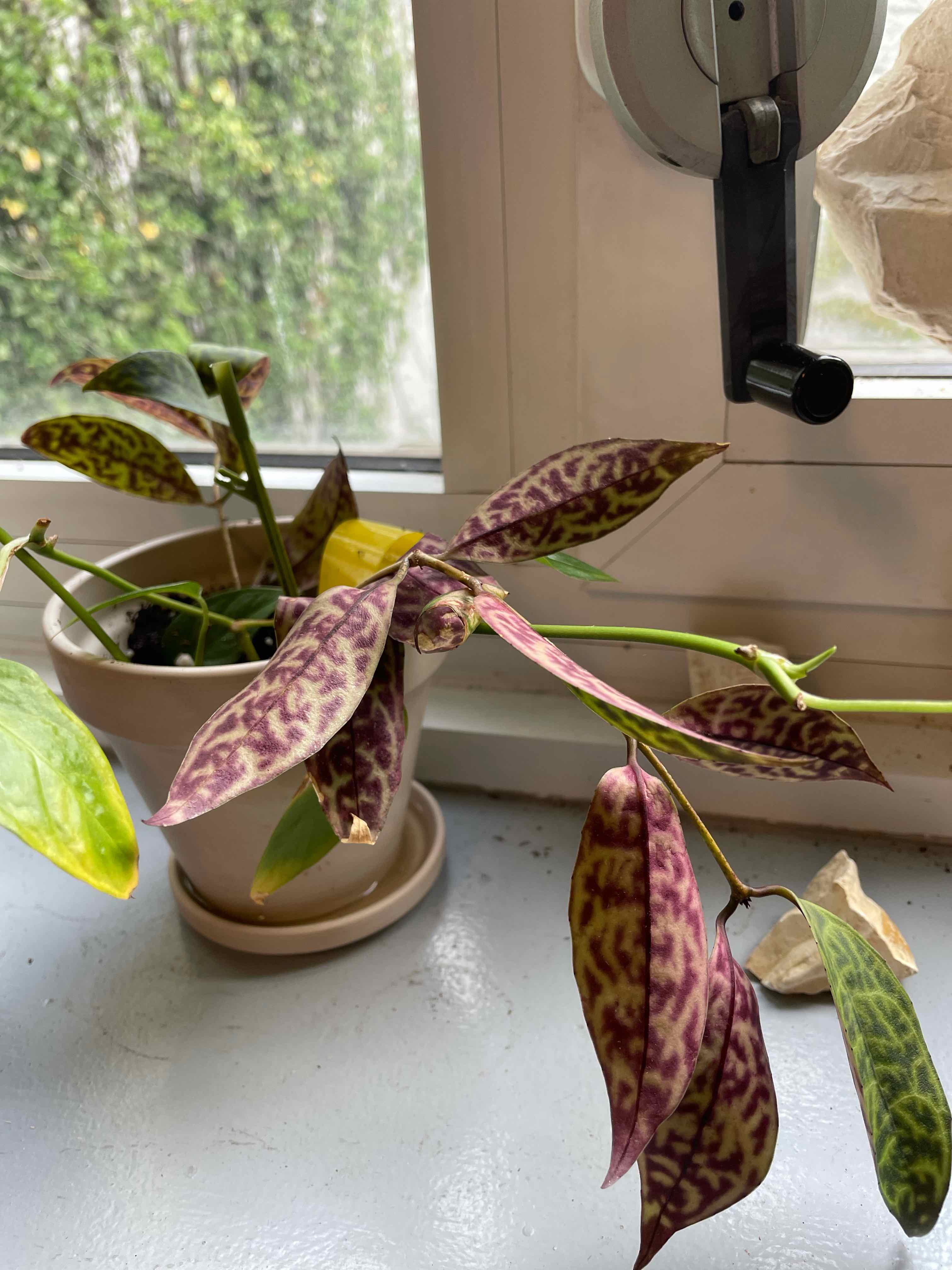 Variegated Lipstick Vine in a pot on a windowsill with variegated leaves and some yellowing.