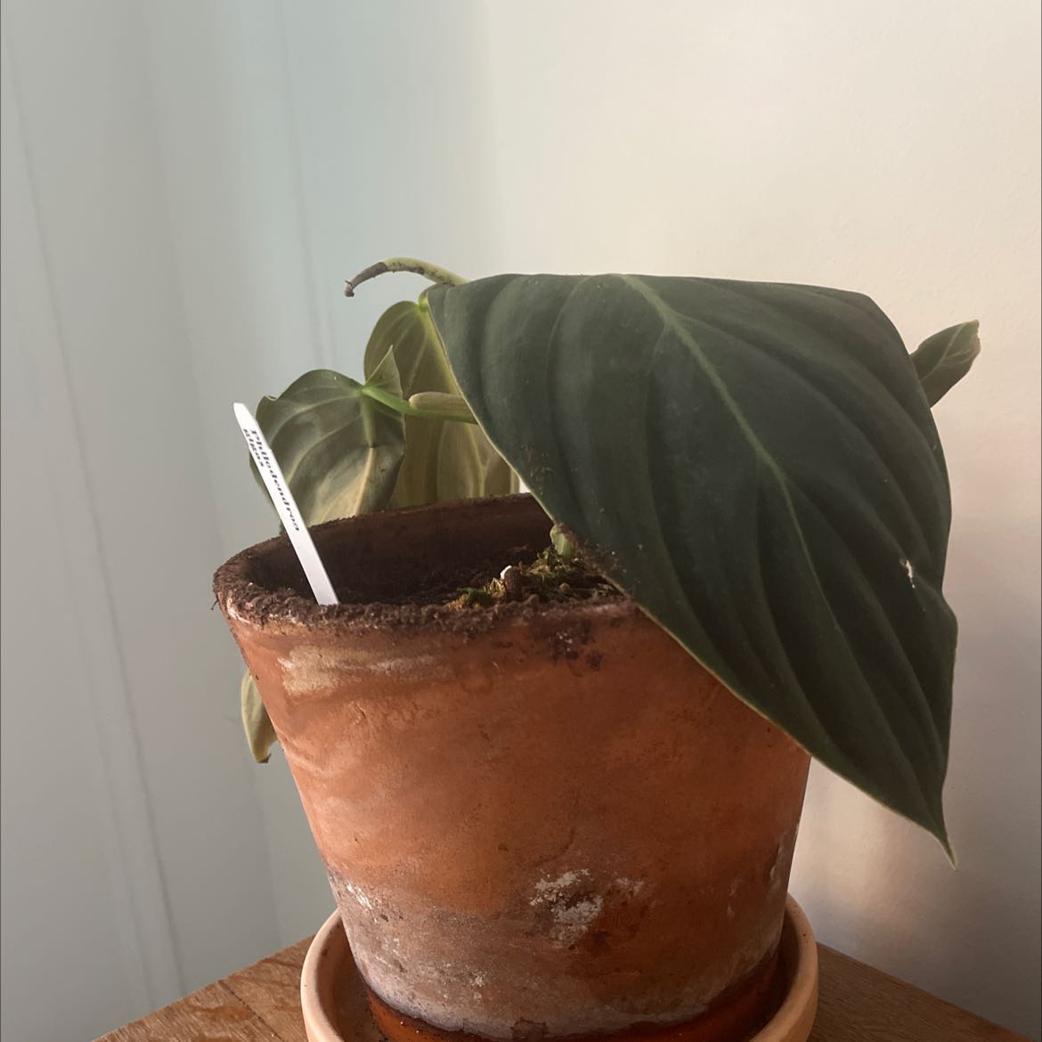 Philodendron gigas plant in a terracotta pot with large, dark green leaves.