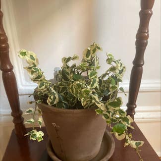 Creeping Fig plant in New York, New York