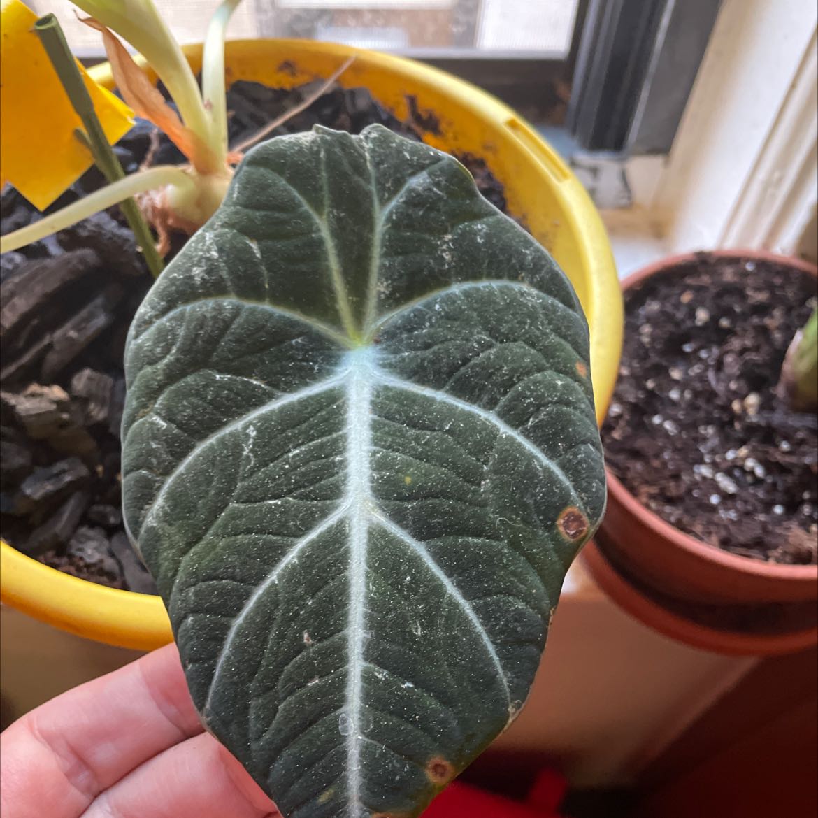 Anthurium warocqueanum leaf with prominent white veins and some brown spots, held by a hand.