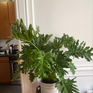 Split Leaf Philodendron plant in New York, New York
