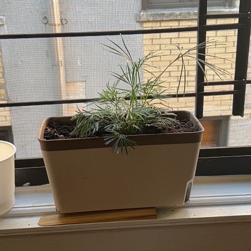 Potted Umbrella Papyrus plant on a windowsill with visible soil.