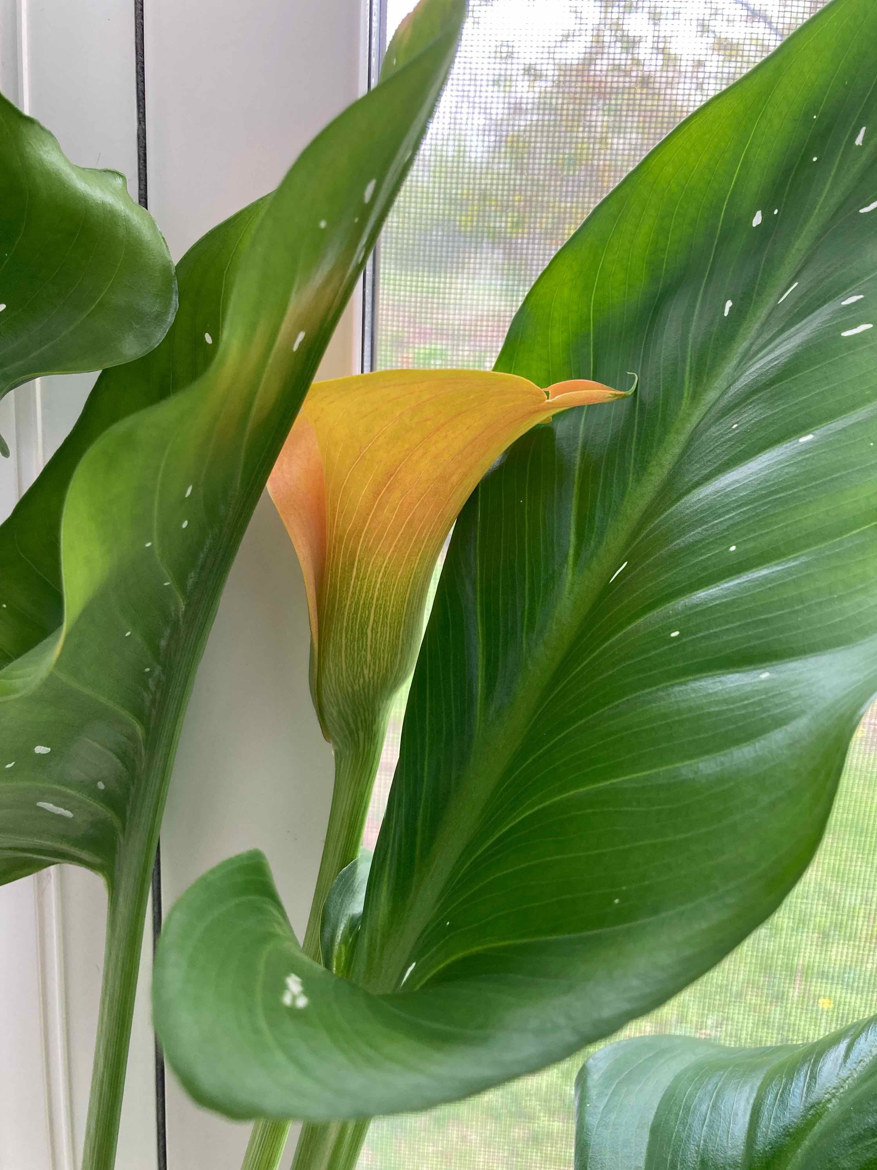 Calla Lily is Toxic To Humans ☠️