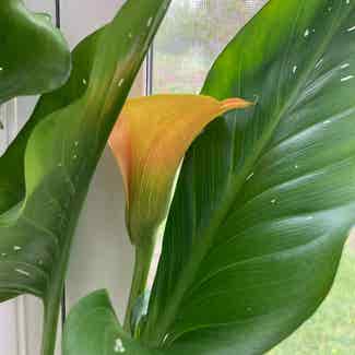 Calla Lily plant in Somewhere on Earth