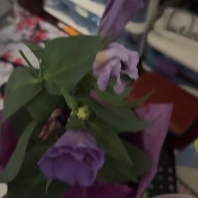 Photo of the plant species Showy Prairie Gentian by @QuemefulHoya named Tupot amaroot on Greg, the plant care app