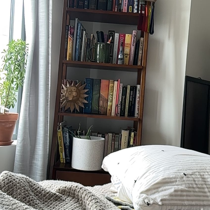 A healthy potted Dwarf Umbrella Tree plant sits on a wooden shelf in front of a full bookcase in a cozy indoor setting.