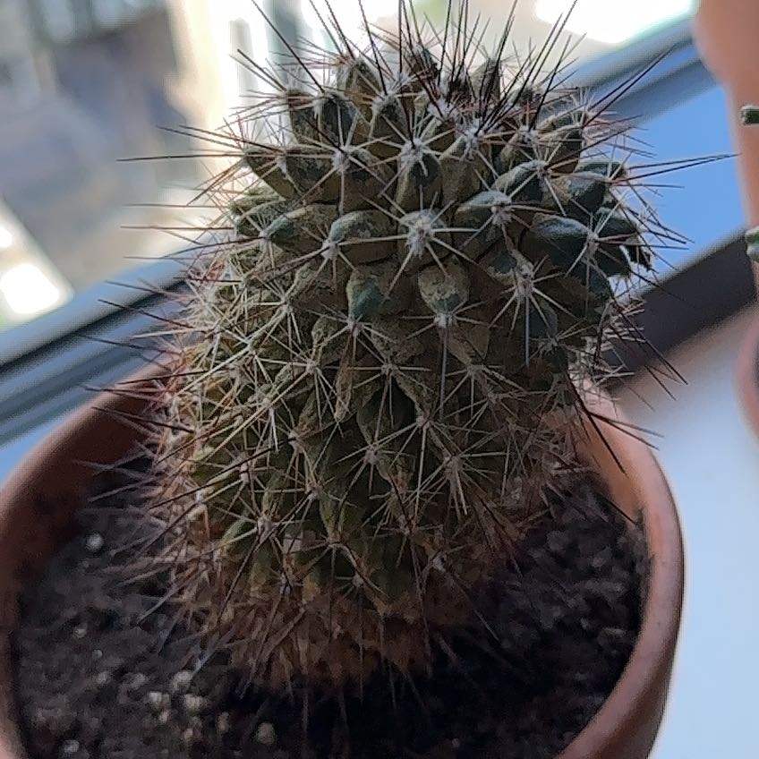 Mammillaria Melanocentra cactus in a small pot with visible soil, well-framed and in focus.