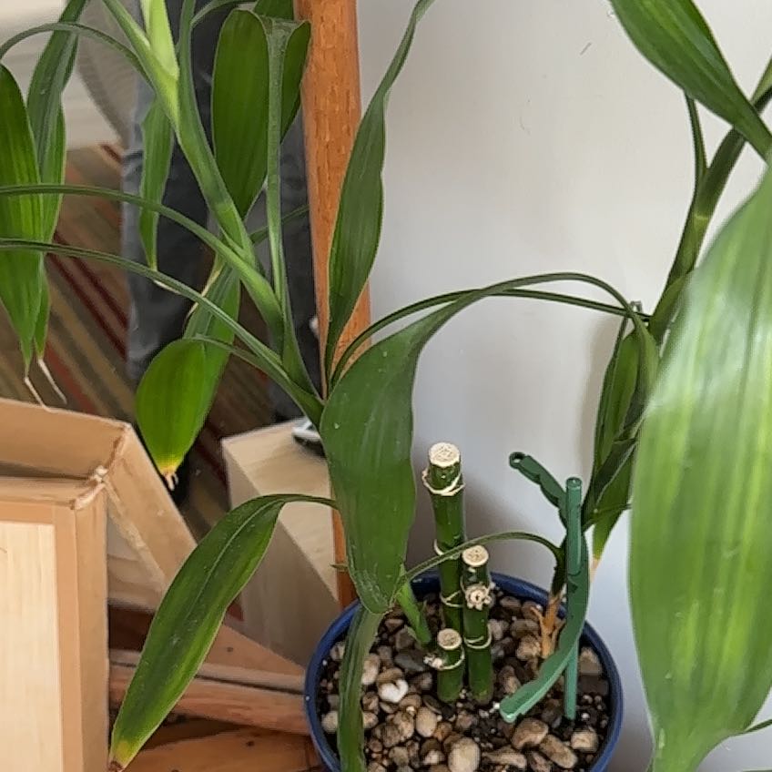 Healthy spiral lucky bamboo plant growing in clear glass container with pebbles, near other houseplants on wooden surface.