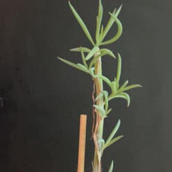 Blue Chalksticks plant