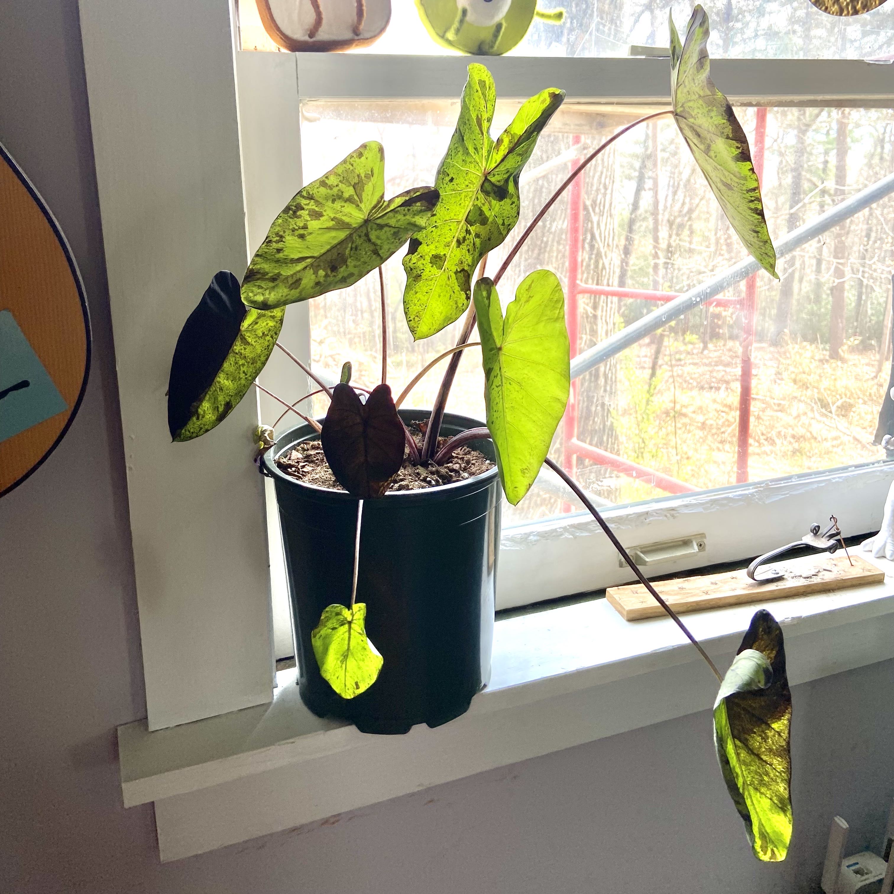 Taro 'Mojito' plant in a pot on a windowsill with some leaf discoloration.