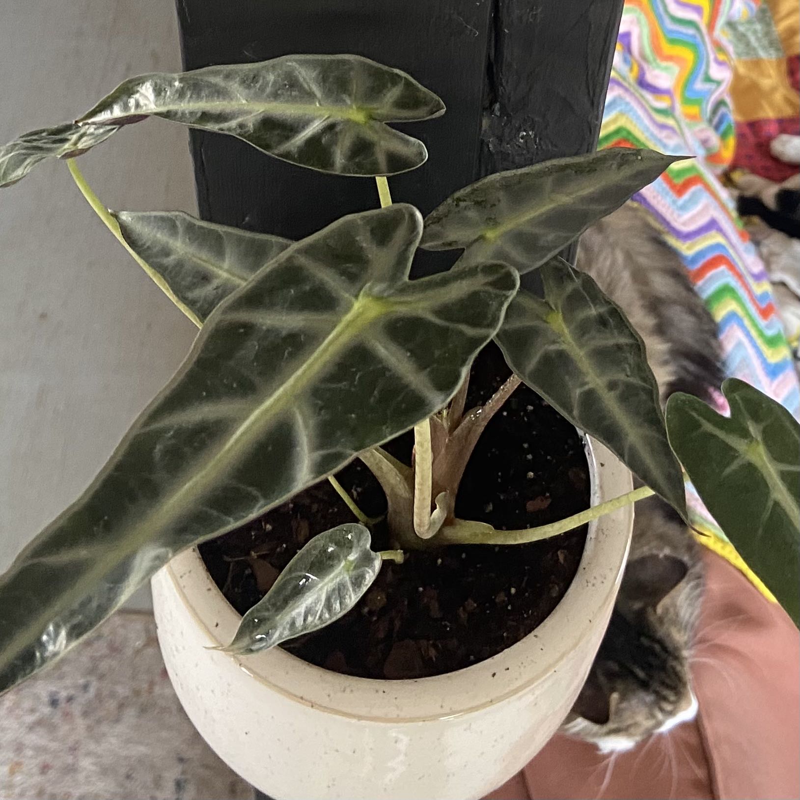 Alocasia Amazonica 'Polly' plant in a white pot with dark green leaves and prominent white veins.
