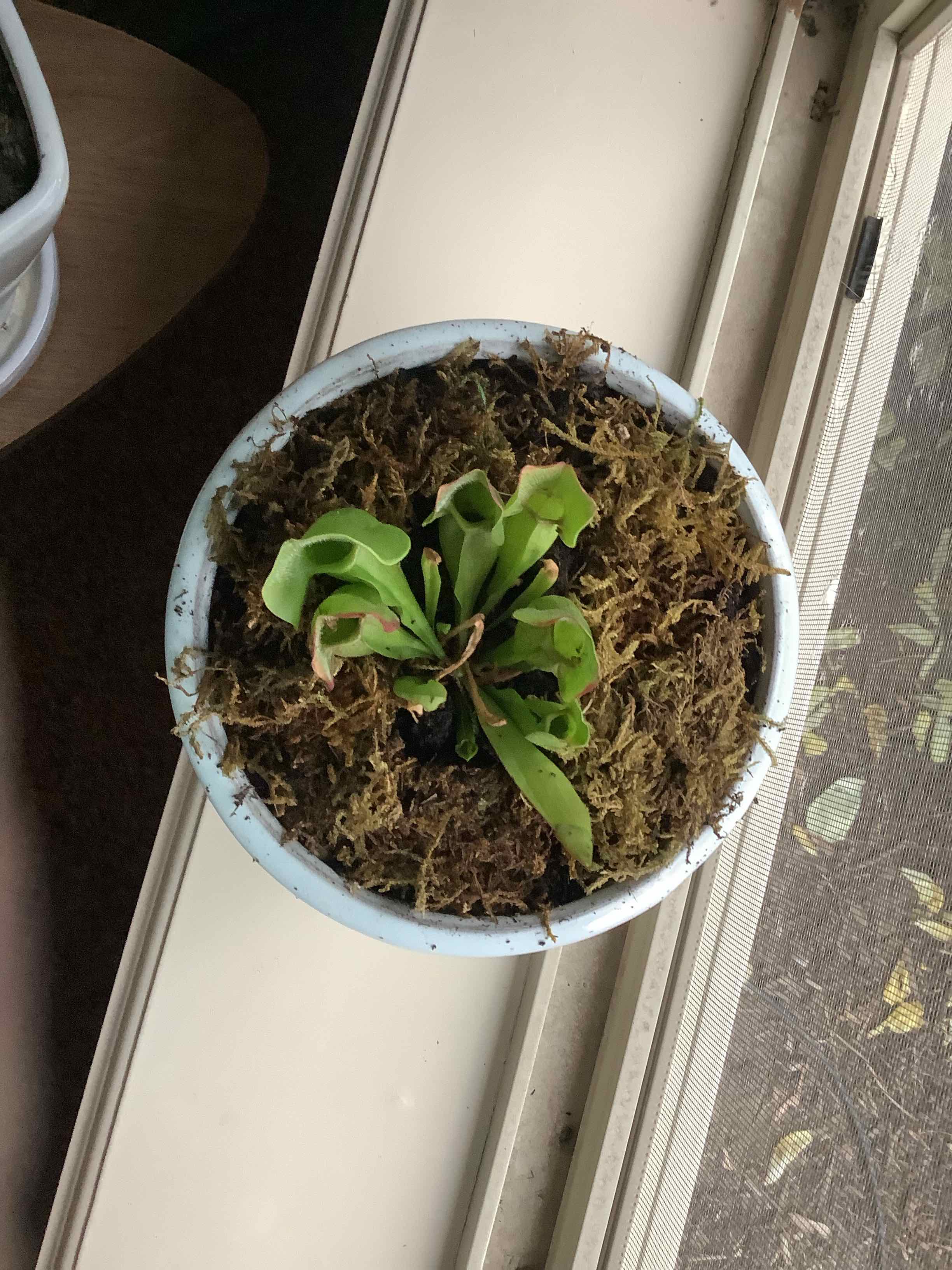 Potted Yellow Pitcher Plant near a window with green leaves and moss-covered soil.