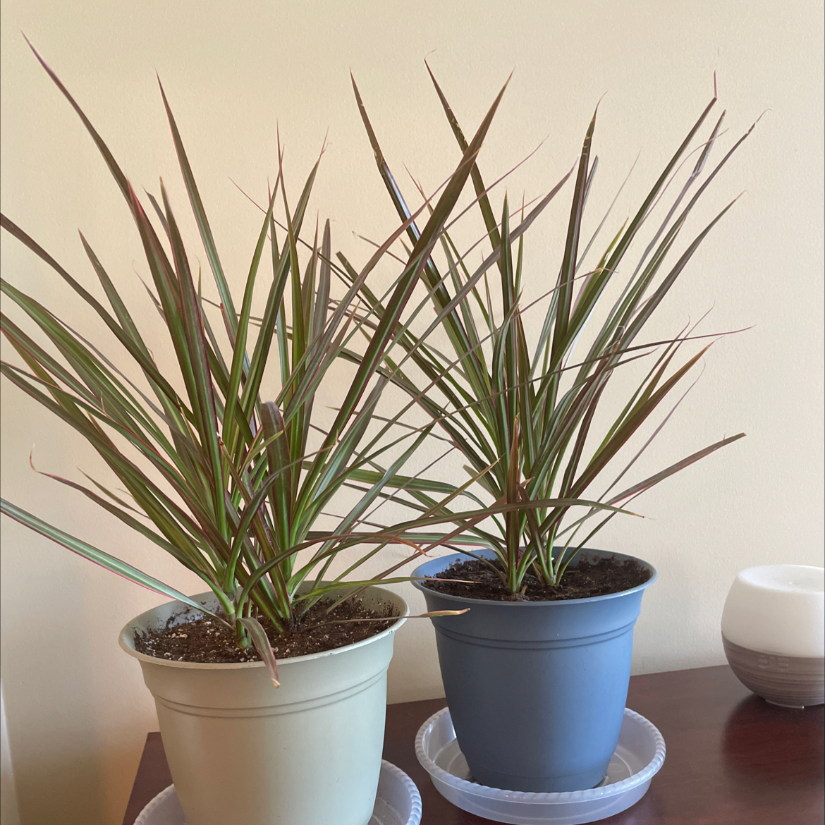 Two healthy Dracaena plants in separate pots on a table.