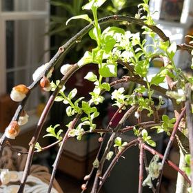 Photo of the plant species Dwarf Pussy Willow by @KeyBrushbox named Fernie Saunders on Greg, the plant care app