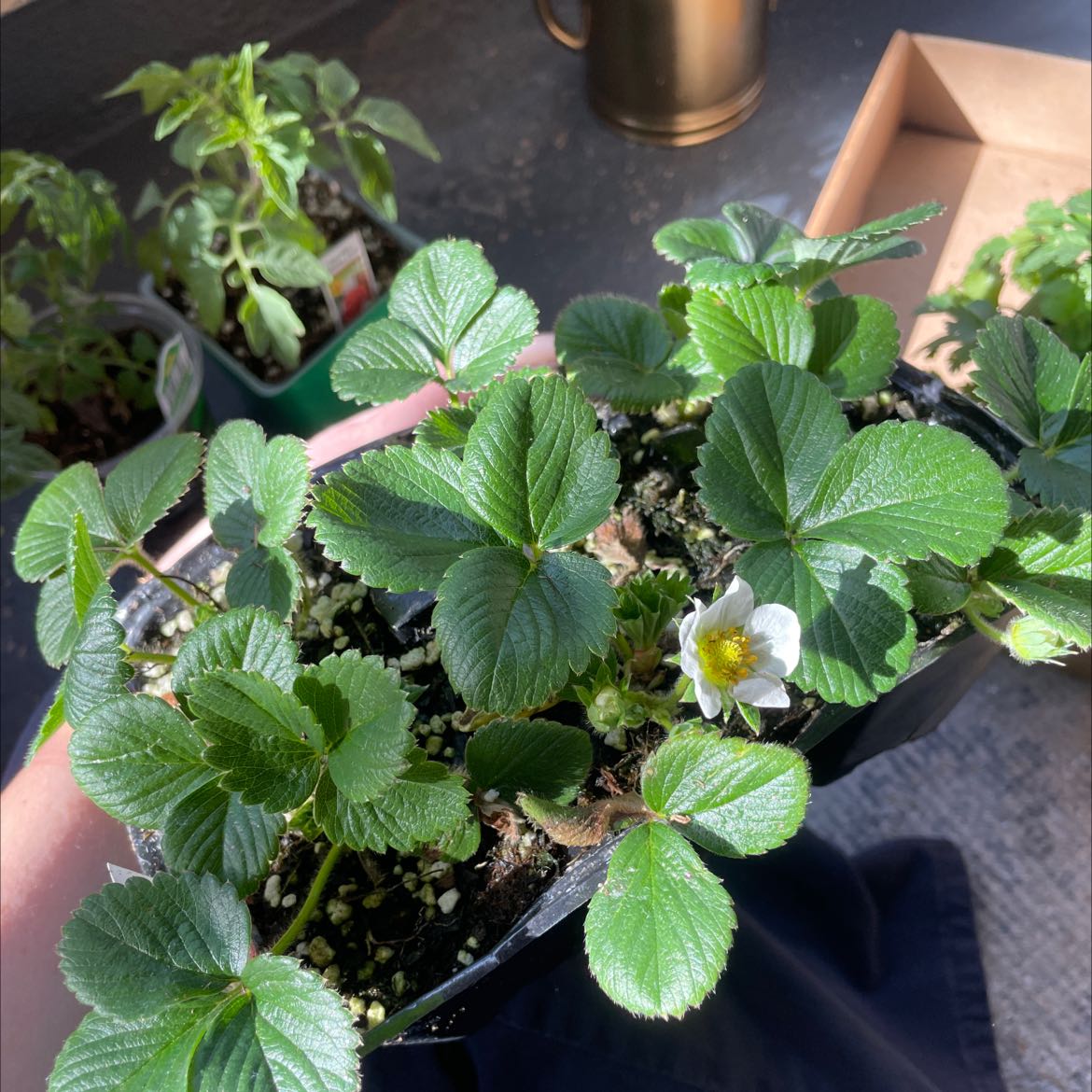 Beach Strawberry plant with healthy green leaves and a white flower.