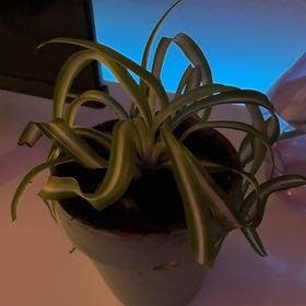 Spider Plant plant in Los Angeles, California