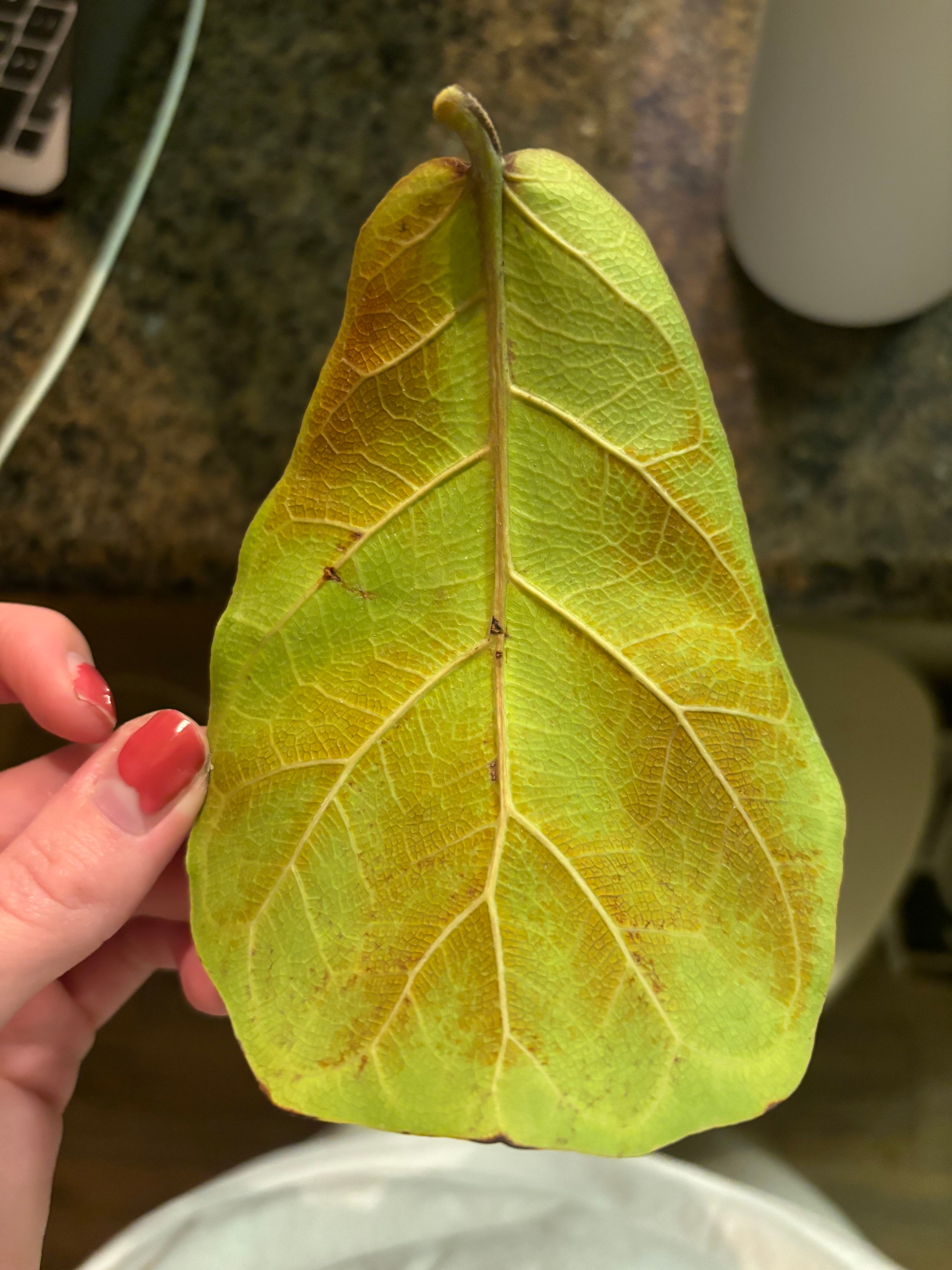 How To Fix 🔧 Fiddle Leaf Fig Mushy Leaves