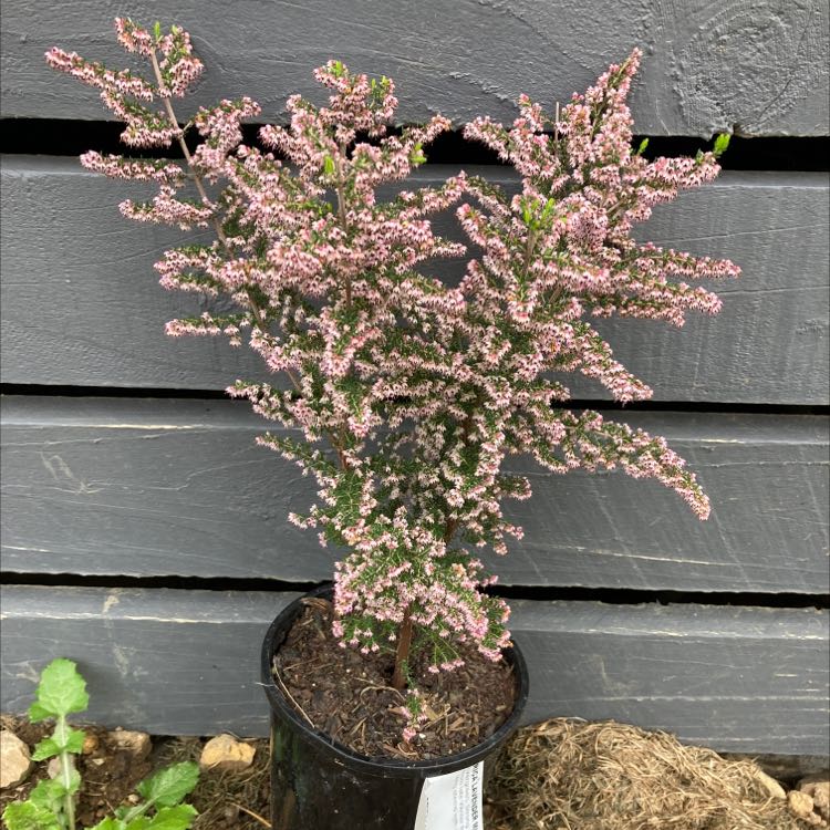 Potted Heather plant with small pink flowers, healthy and well-framed.