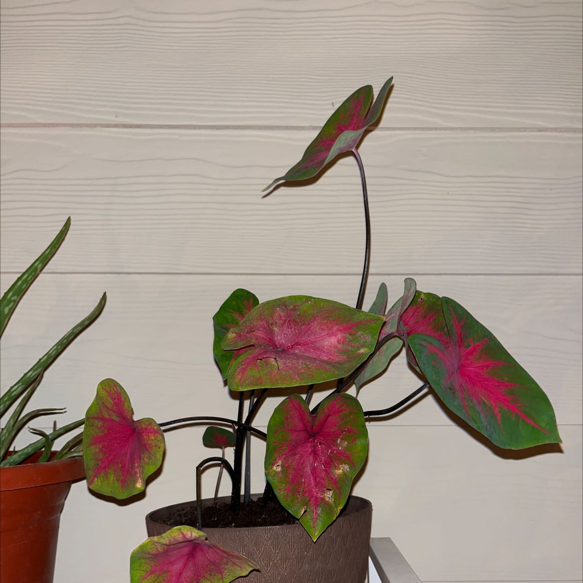 Photo of the plant species caladium rose bud by @nessuuhhh named alien on Greg, the plant care app