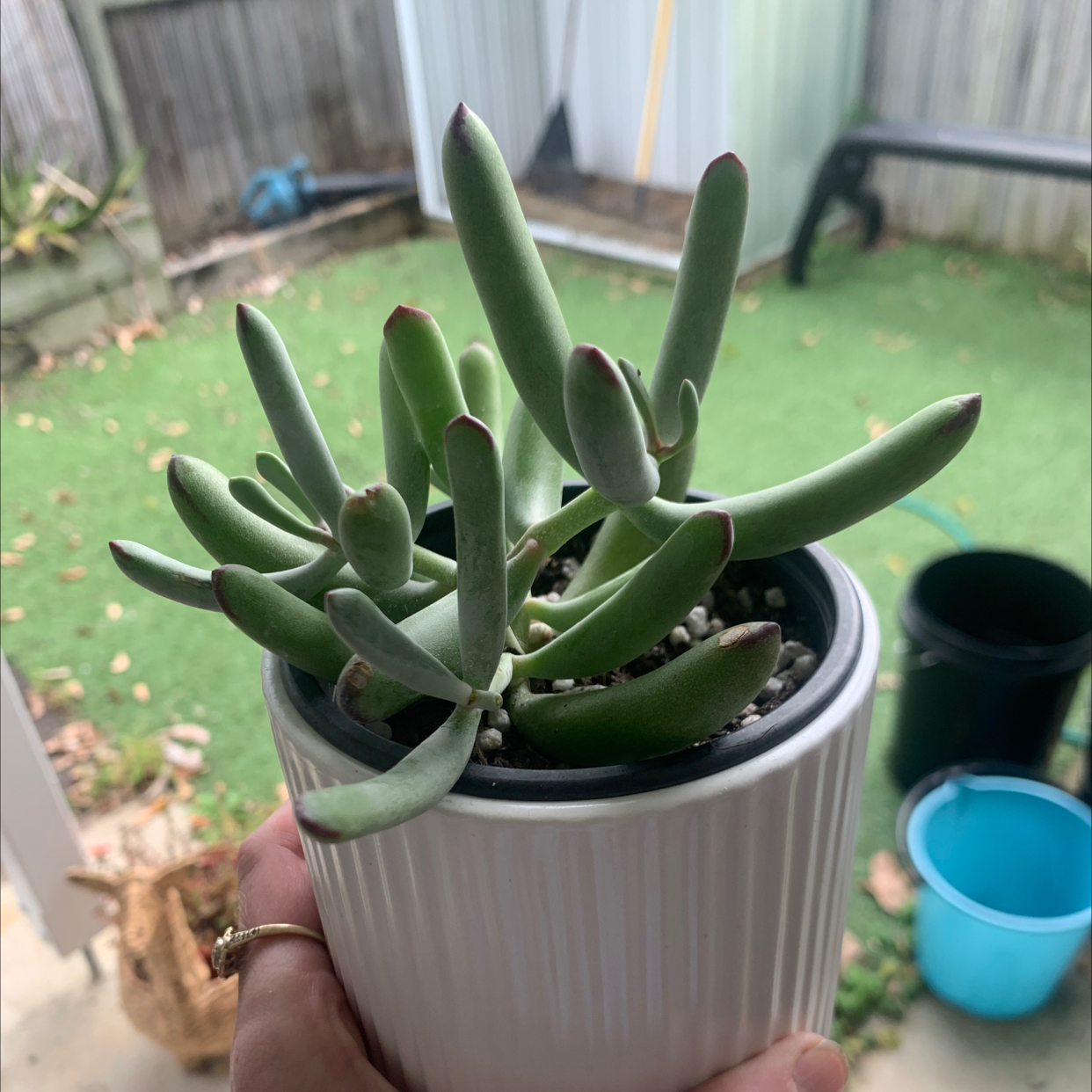 Photo of the plant species Sedum allantoides by @kealzie named Banana on Greg, the plant care app