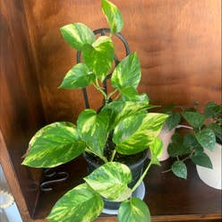 Devils Ivy plant