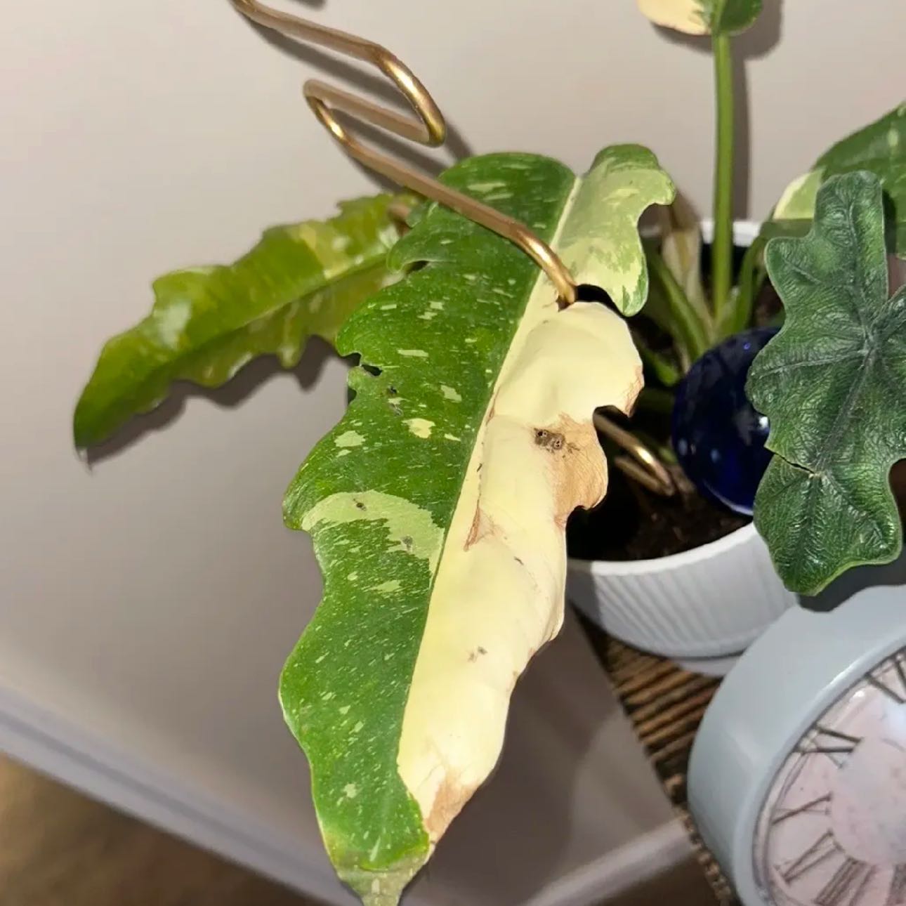 Photo of the plant species Variegated Philodendron Xanadu by @Crashley named Martha on Greg, the plant care app