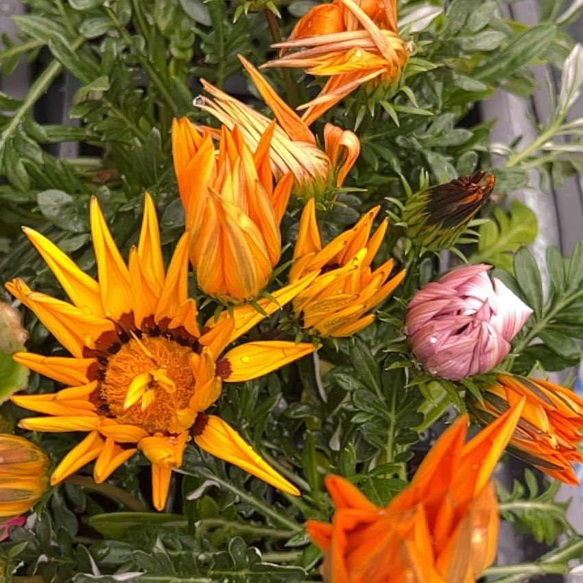 Treasureflower plant with vibrant orange and pink flowers in bloom, healthy green leaves.
